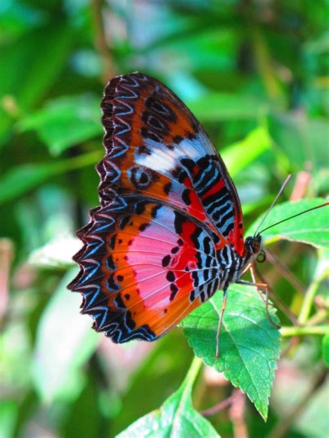 15 best Butterflies images on Pinterest | Butterflies ...