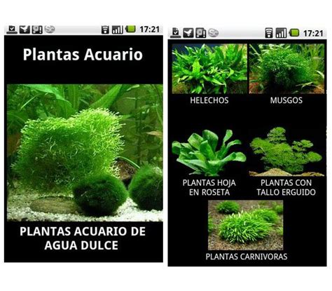 15 best images about Plantas acuáticas para acuarios on ...