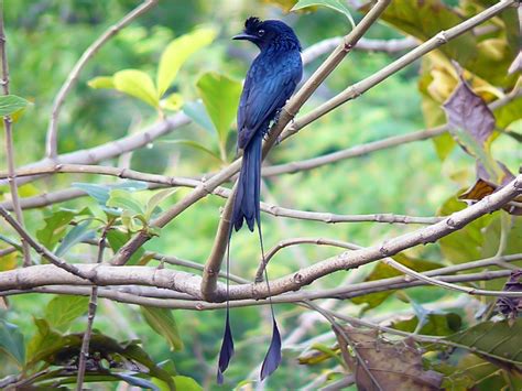 15 birds with spectacularly fancy tail feathers | MNN ...