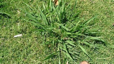 15 Common Lawn And Garden Weeds Guide To Weed ...
