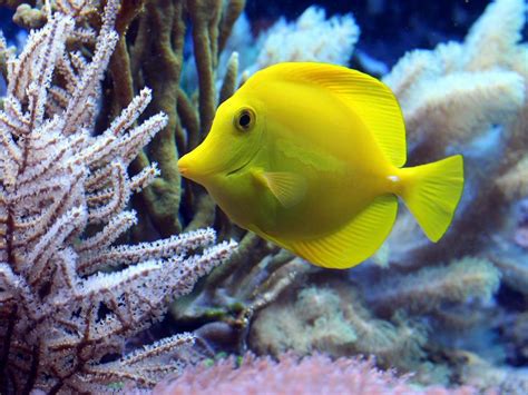 15 cosas increíbles que no sabes de los peces, ¡alucinante ...