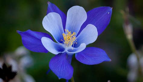 15 de las flores mas hermosas del mundo