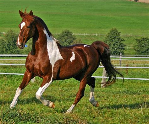 15 de los caballos más hermosos de todo el mundo