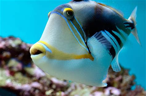 15 enfermedades comunes en peces tropicales