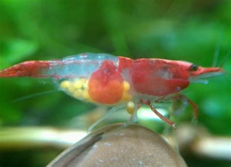 15 Freshwater Aquarium Shrimp Rainbow Color Mix + Pink ...