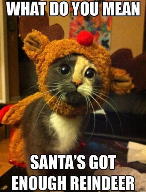 15 Funny Christmas Cats Photos | Kitty Bloger