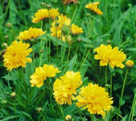 15 plantas con flores u hojas amarillas   Guia de jardin