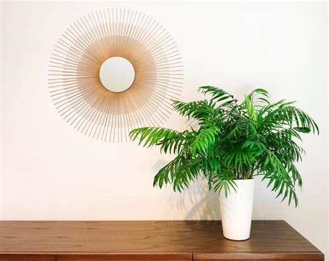 15 plantas de interior que necesitan poca luz