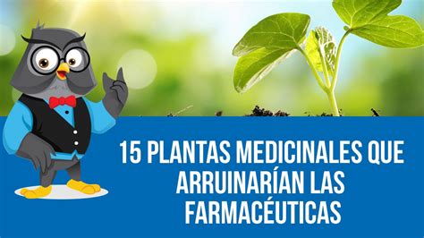 15 Plantas Medicinales Que Arruinarían Las Farmacéuticas ...