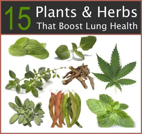 15 Plants And Herbs That Boost Lung Health http ...