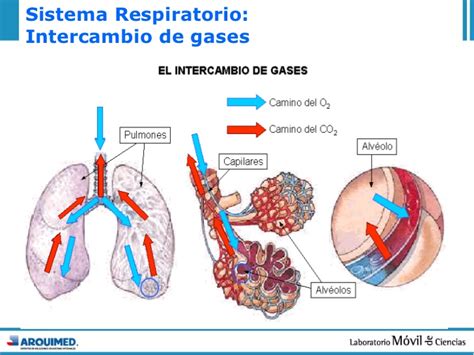 15 sistema respiratorio