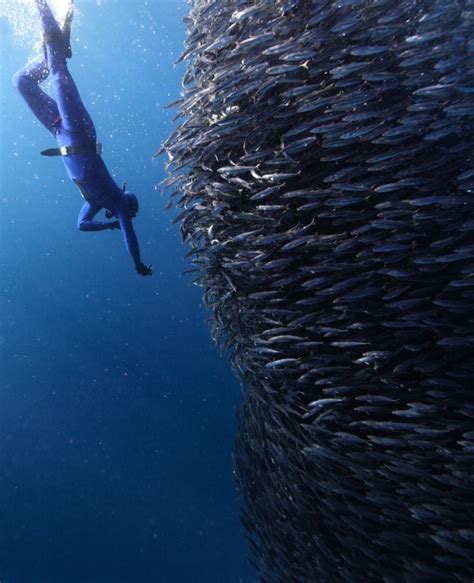 16 impresionantes fotos de animales marinos bajo el agua