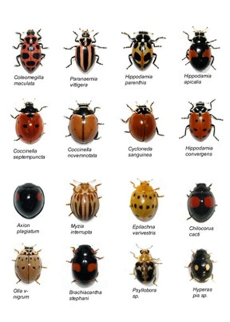 16 SouthWestern Coccinellidae | This is an image for an ...