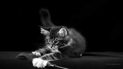 1600 x 900 Maine Coon   En blanco y negro: hermosas fotos ...