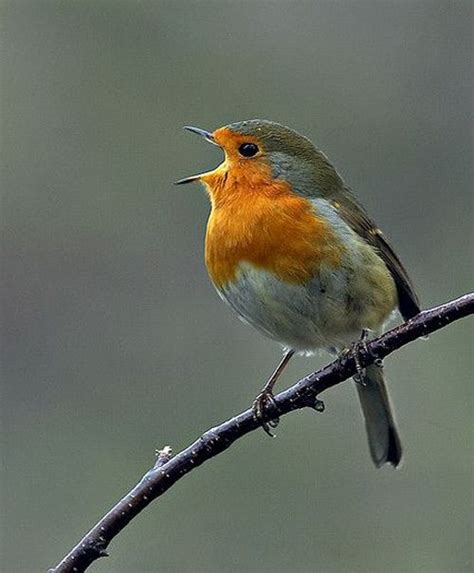 168 best images about All Nature Sings on Pinterest ...