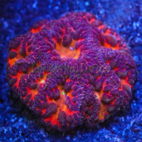 17 best Blastos images on Pinterest | Aquariums, Coral ...