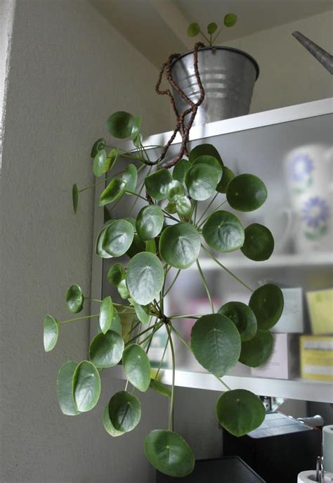 17 Best ideas about Chinese Money Plant on Pinterest ...