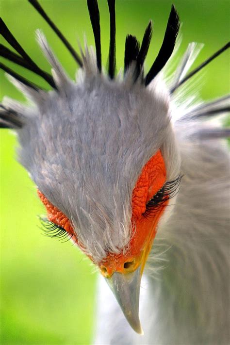 17 Best ideas about Feather Bird Tattoos on Pinterest ...