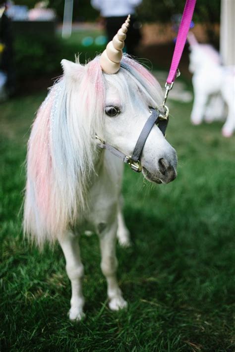17 Best ideas about Real Unicorn on Pinterest | Pictures ...