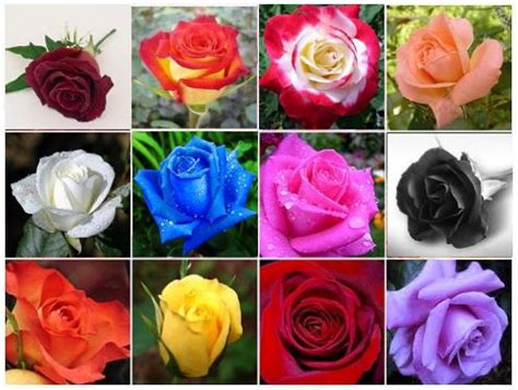 17 Best ideas about Rose Color Meanings on Pinterest ...