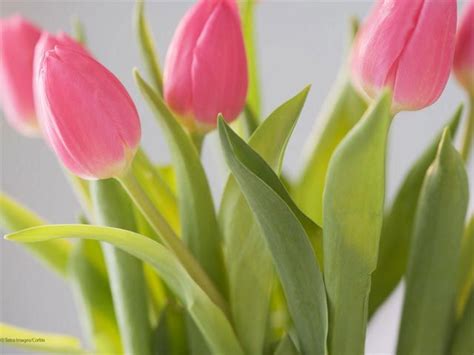 17 Best ideas about Spring Screensavers on Pinterest ...