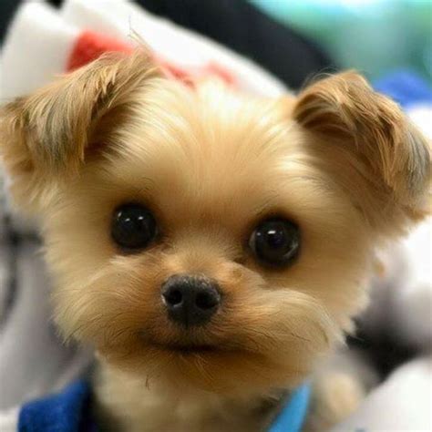 17 Best ideas about Teddy Bear Puppies on Pinterest ...