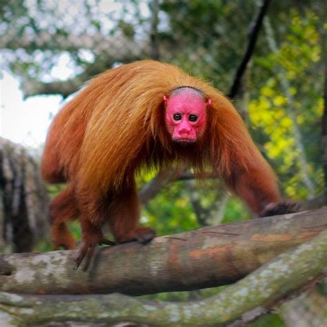 17 Best images about Animal del Día on Pinterest ...
