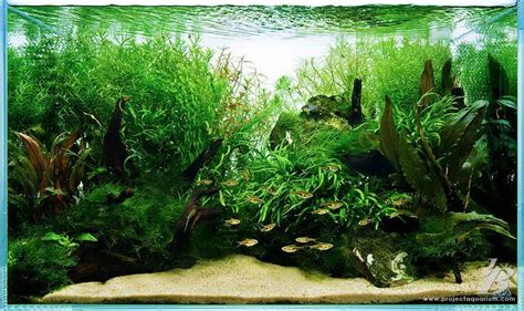 17 Best images about aquascape on Pinterest | Trees, Fish ...