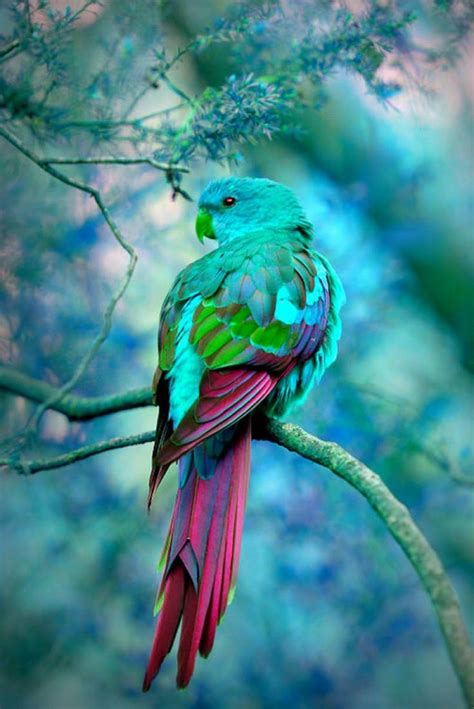 17 Best images about Colorful birds on Pinterest ...