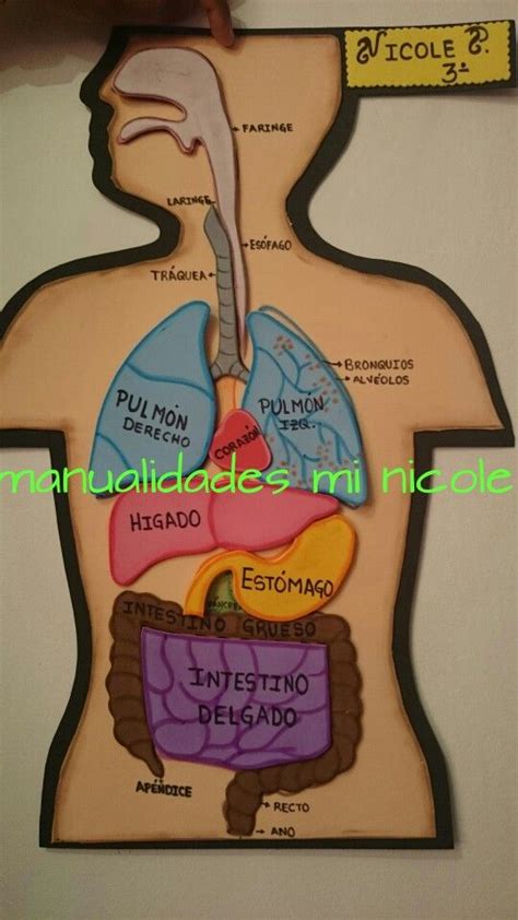 17 Best images about cuerpo humano on Pinterest | English ...