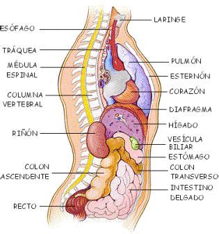 17 Best images about EL CUERPO HUMANO on Pinterest ...