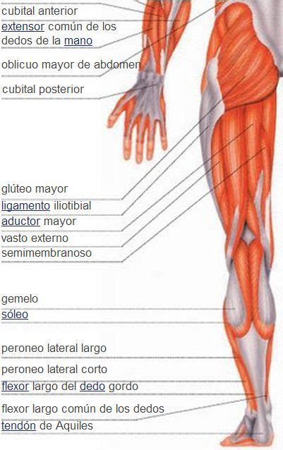 17 Best images about MÚSCULOS DEL CUERPO HUMANO on ...