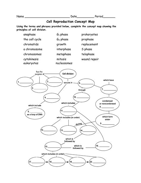 17 Best Images of Mitosis Concept Map Worksheet   Cell ...