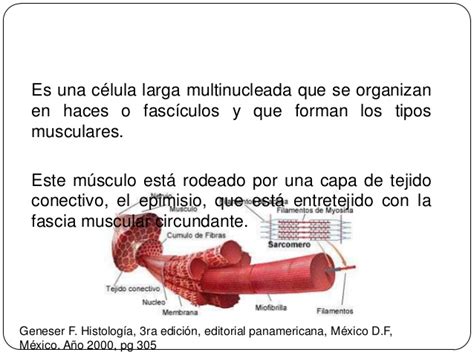 17. celula muscular