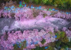 17 Fotos mágicas de la floración de los cerezos en Japón ...