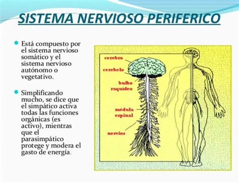 17 mejores ideas sobre El Sistema Nervioso Periferico en ...