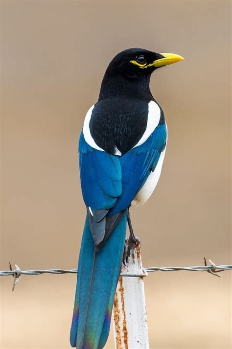 17 mejores ideas sobre Pájaros Hermosos en Pinterest ...