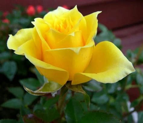17 mejores imágenes sobre Rosas Amarillas en Pinterest ...