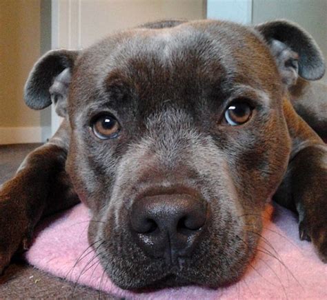 17 Things All Staffordshire Bull Terrier Owners Must Never ...