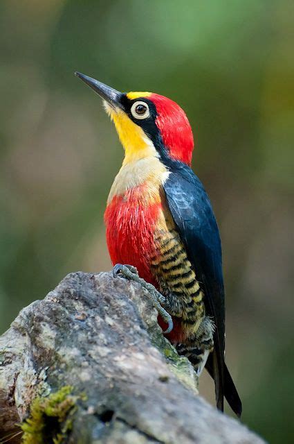 179 best Birds images on Pinterest | Beautiful birds ...