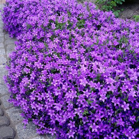 18 Best Flowering Ground Cover Plants | Balcony Garden Web
