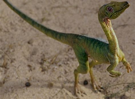 18 curiosidades sobre los dinosaurios.   Info   Taringa!