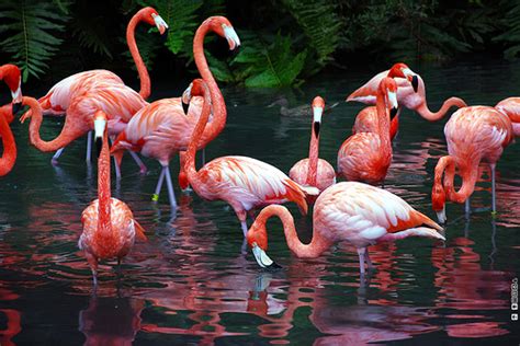 19 Beautiful Flamingo Pictures