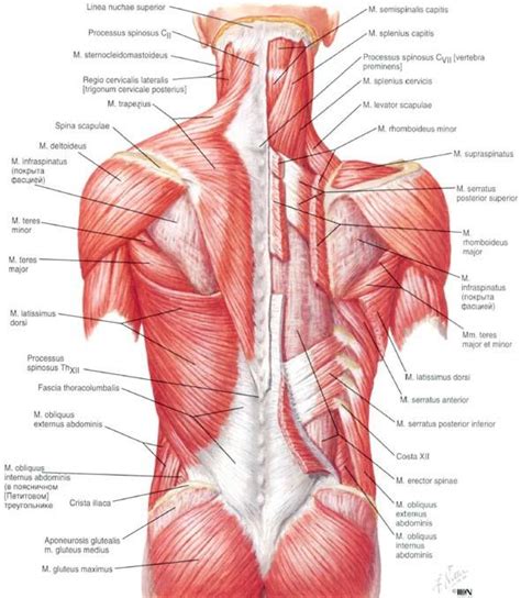 19 best images about Massage & Anatomy on Pinterest ...