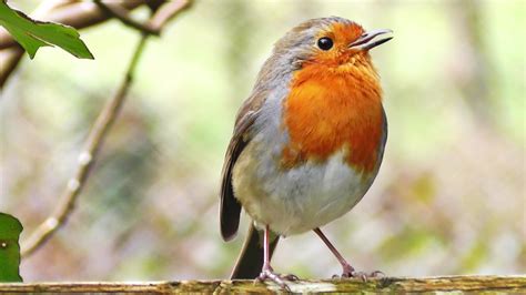 19 Common British Birds In Your Garden | Love The Garden
