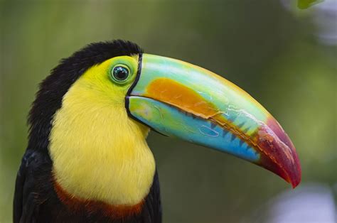 19 of the World s Most Colorful Birds | Nature   BabaMail