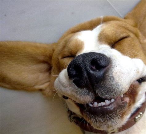 2 Cute Animal Pics: Funny dog with a big smile
