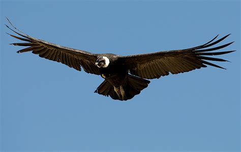2 El Cóndor, el ave voladora más grande del Mundo, en el ...