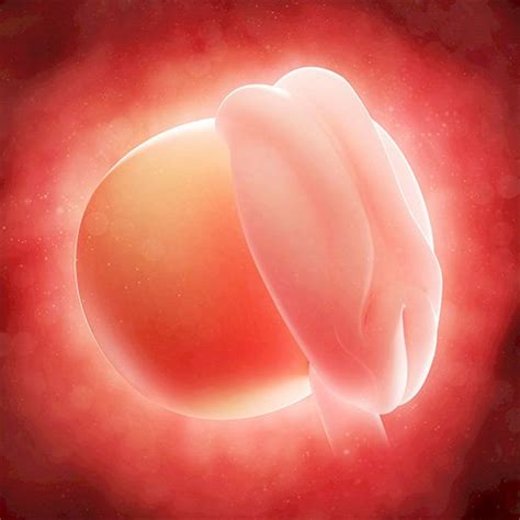 2 semanas de embarazo: ¡se desarrolla el embrión!