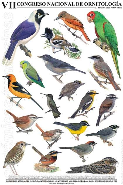 2. VIICNO: Los ornitólogos tienen una nueva cita en abril ...